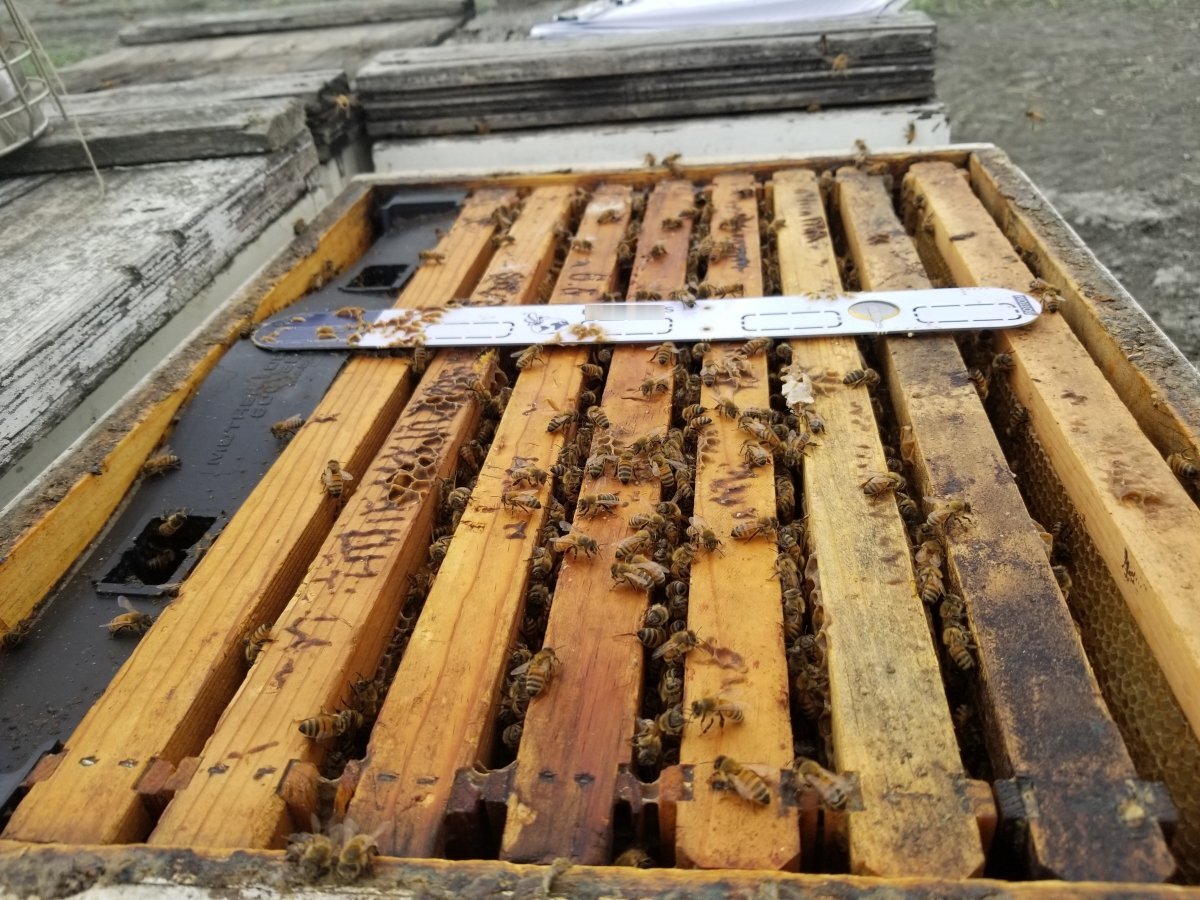 Capteur BLE dans une ruche